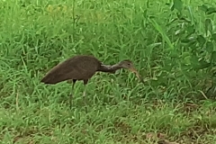 Ceila-Dionízio-Leite