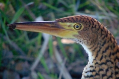 Flávia-Cavalcanti-socó-boi