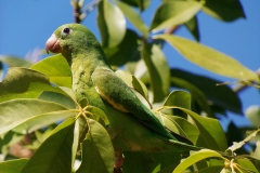 Franciele-Nogueira-Paz